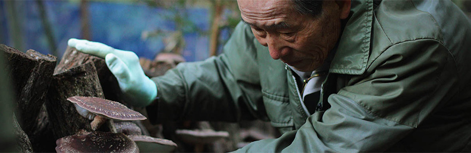 原木椎茸について